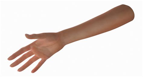 3d Female Arm Model Turbosquid 1182926