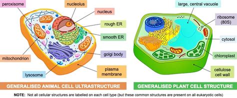 Cell Theory Bioninja Cell Theory Eukaryotic Cell Organelles Hot Sex Picture