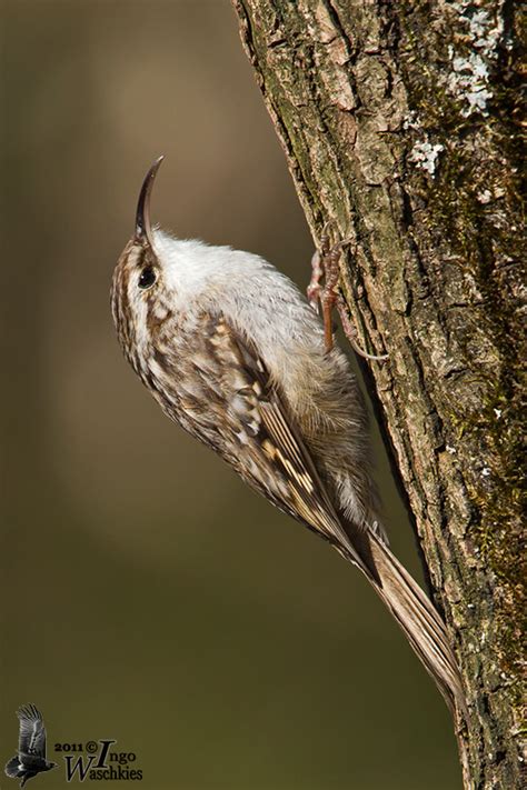 Adult Short Toed Treecreeper Ssp Brachydactyla Photo Ingo