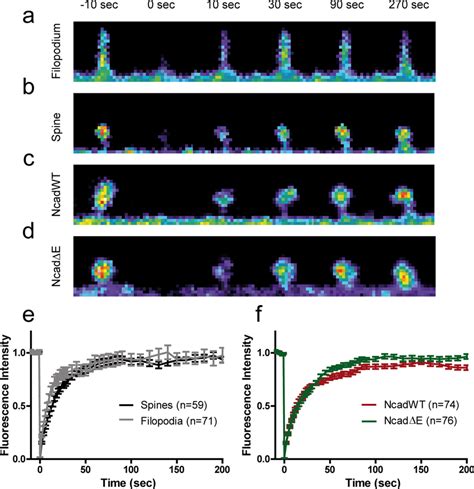 Frap Experiments On Actin Gfp In Dendritic Filopodia And Spines A B