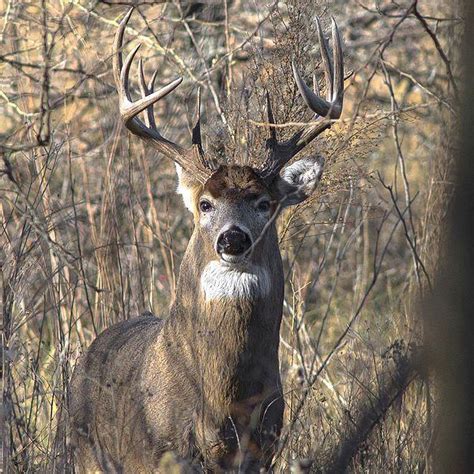 Chronic Wasting Disease found in Texas Whitetail Deer | 88.9 KETR