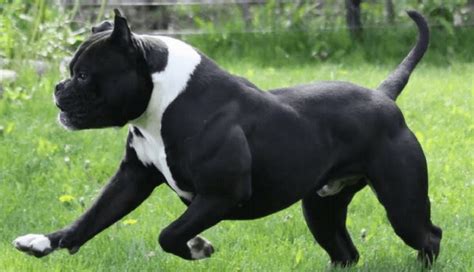 Alapaha Blue Blood Bulldog History Facts Personality Temperament