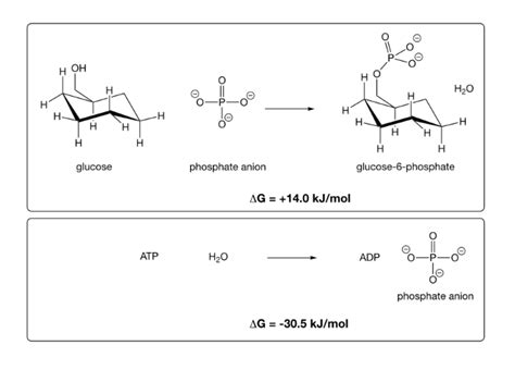 Answered Coupled Reactions Occur Where A Bartleby