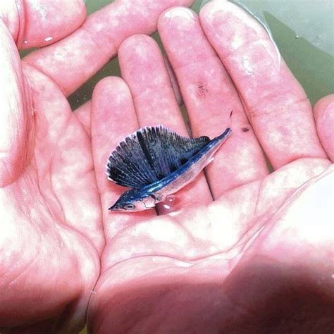 Baby sailfish : r/Fishing