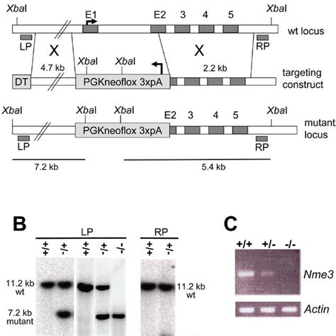 Targeted Inactivation Of The Nme3 Gene A Gene Targeting Strategy A