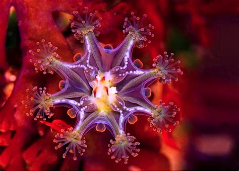 Haliclystus Auricula Stalked Jellyfish Underwater Creatures Ocean