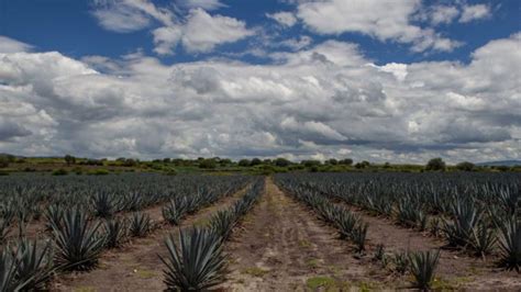 Producción de agave sostenible la clave para cuidar el medio ambiente