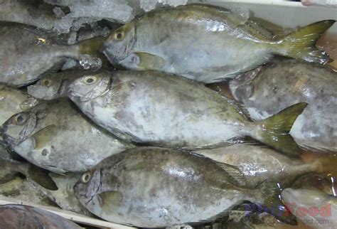 Philippine Fish Species List Of Common Fish In The Philippines