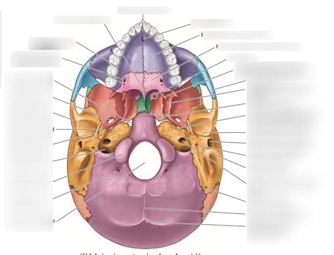 Transverse View Of Skull Diagram Quizlet