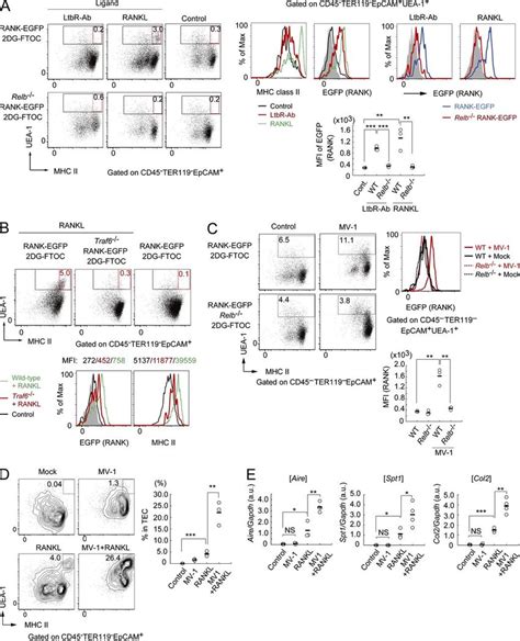 Nonclassical NF κB activation by RANK and LtβR signaling induced pMECs