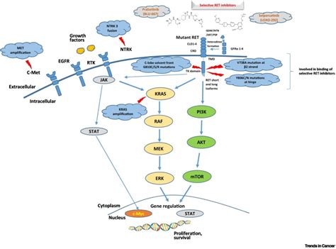 Precision Therapy For RET Altered Cancers With RET Inhibitors Trends