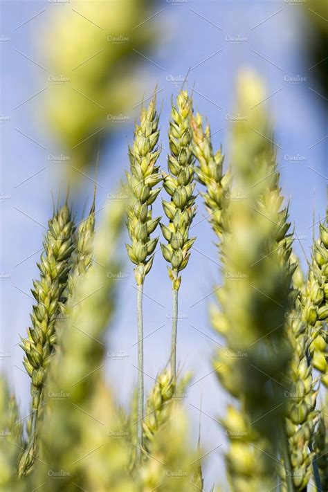 Green wheat stock photo containing green and wheat | Agriculture photos ...