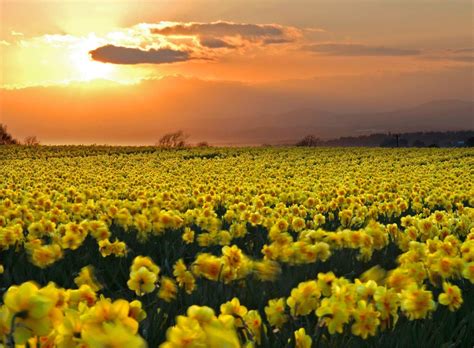 Field Of Daffodils Amazing Awesome Beautiful Beauty Clouds Colors