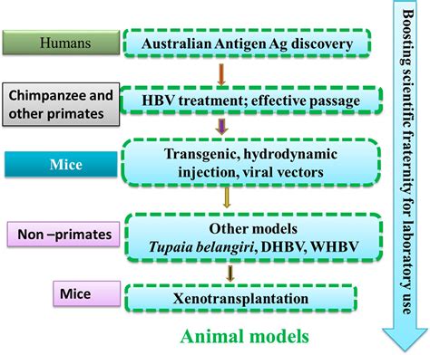 Forthcoming Developments In Models To Study The Hepatitis B Virus