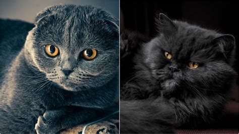 National Black Cat Appreciation Day 5 Top Black Cat Breeds That Make