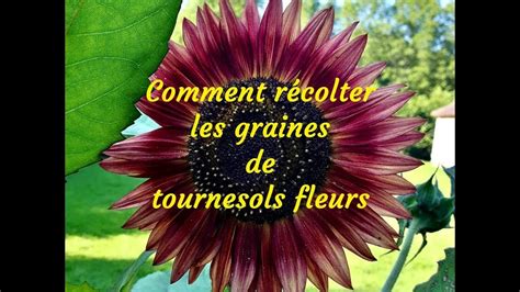 Comment récolter des graines de tournesols fleurs YouTube