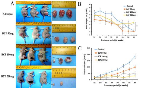 BCP Inhibited Tumor Growth In An Ectopic Tumor Model Photographic