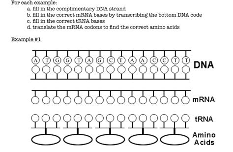 Solved For Each Example A Fill In The Complimentary DNA Chegg