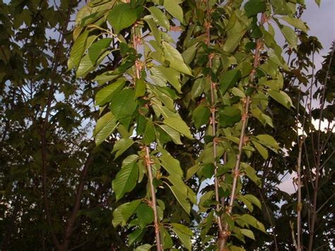 Arboles De Europa Cerezo Silvestre Prunus Avium