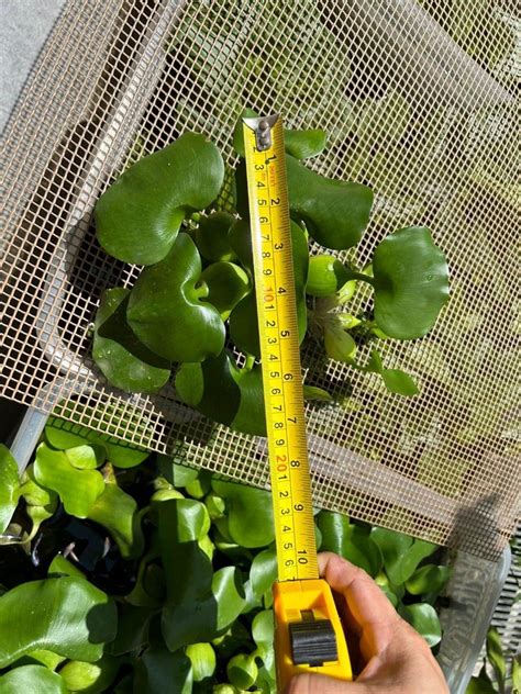 Dwarf Water Lettuce AKA Pistia Stratiotes Floating Water Fish Plant