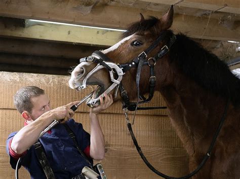 La Dentisterie Equine Site De Equi Confort