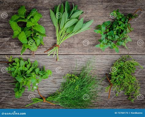 Various Aromatic Herbs And Spices From Garden Green Mint Fenne Stock