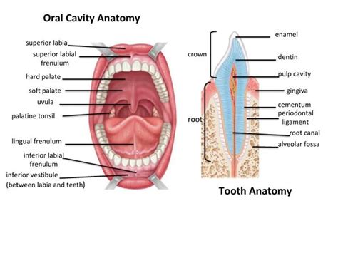 Mouth Cavity Divisions Anatomy Function Muscles Contents Of Soft