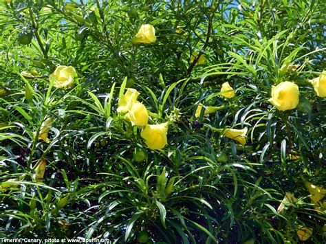 Succulent Atlas - Peter Lapshin