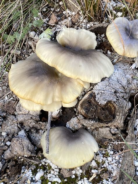 Ghost Fungus From Boorook NSW 2372 Australia On May 17 2022 At 03 38