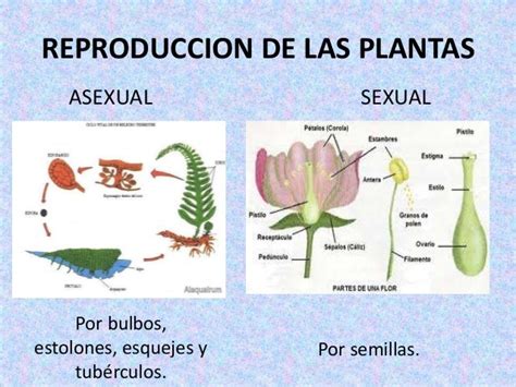 Las Plantas