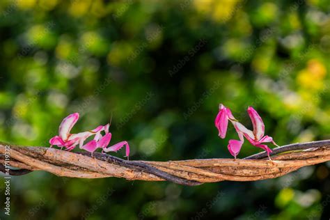 Praying Mantis Flower Camouflage Best Flower Site