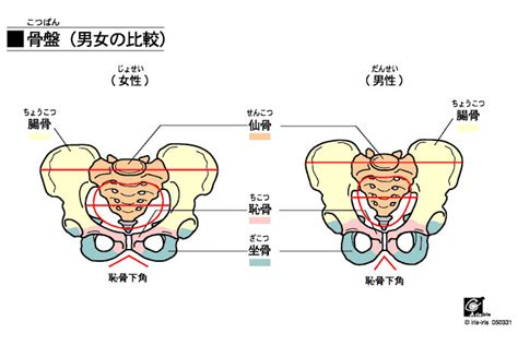 人体の主な骨の名称｜高津整体院