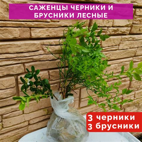 Саженцы черники и саженцы брусники лесные 3+3 - купить с доставкой по ...
