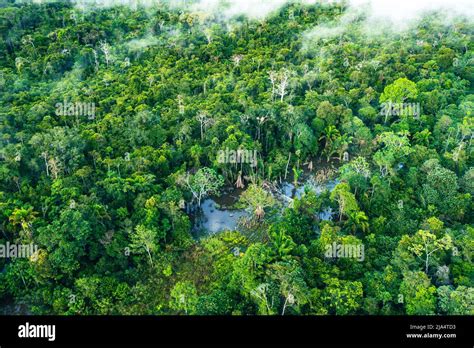 Amazon Rainforest Aerial View. Tropical Green Jungle in Peru, South ...