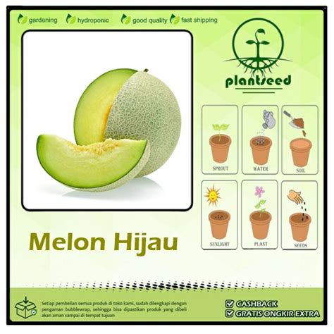 Jual Plantseed Benih Bibit Buah Melon Hijau Daging Tebal Shopee