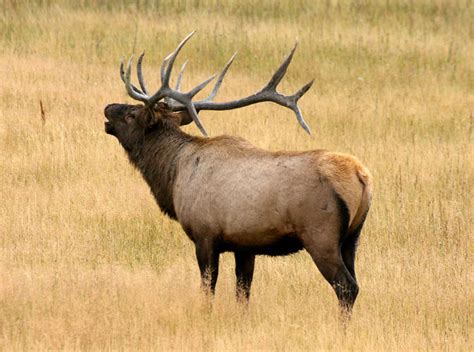 Elk The Life Of Animals