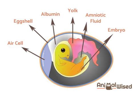 What Are Oviparous Animals? - Definition And Examples