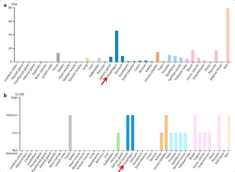 Nectin Expression Profiles In Normal Human Tissues A B The Rna A