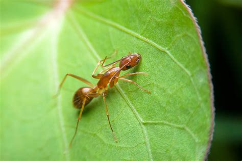 These Invasive Ants Have Bizarre Genomes That Defy Biology