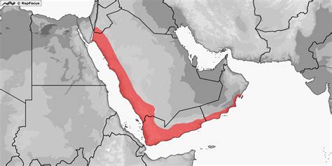 Distribution Of Pristurus Guweirensis Repfocus