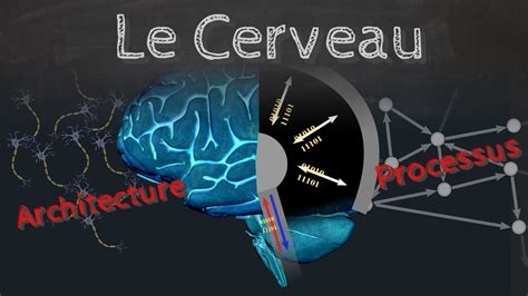 Le Cerveau Comment ça Marche Architecture Et Processus Passe Science 30 Youtube