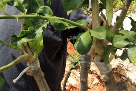 Grafting Fruit Trees - A Step by Step Picture Tutorial - Lady Lee's Home