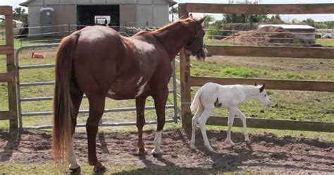 Horse gives birth to a beautiful rare foal – you will be shocked by the ...