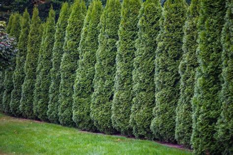 Arborvitae Landscaping Ideas How To Use Arborvitae Trees To Improve