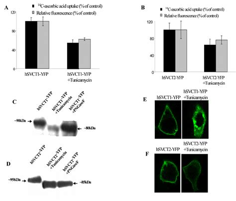 Effect Of Tunicamycin Treatment On Hsvct And Properties In Hepg