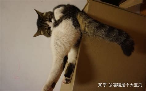 最“忠诚” 的3种猫和最“反骨” 的3种猫，你家主子上榜了吗？ 知乎