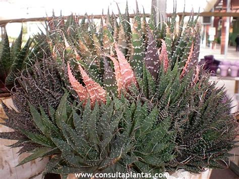 Aloe Aristata O Planta Antorcha Cuidados