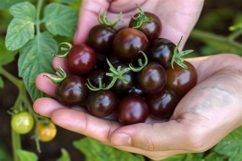 Sweetest Cherry Tomatoes To Grow In Your Garden Garden Dreams