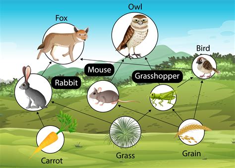 Education Poster Of Biology For Food Chains Diagram Vector Art