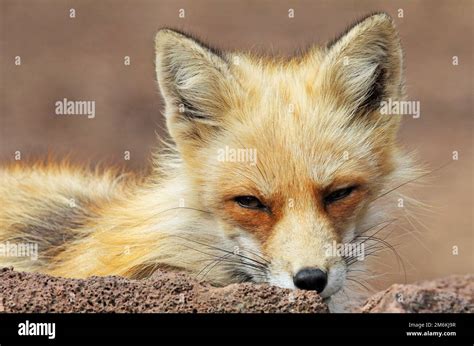 Red Fox Portrait Stock Photo Alamy